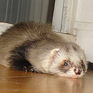 Patapouf participe au concours pour gagner de l'argent avec cette photo :