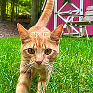 Oliver joined the competition — help win amazing prizes! cat, orange_tabby, grass, outdoor, nature, whiskers, close_up, animal, pet, curious, greenery, garden, shed, chair, daylight, mammal, walking, focus, ears, eyes
