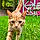 Oliver
