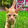 cat, orange_tabby, grass, outdoor, nature, whiskers, close_up, animal, pet, curious, greenery, garden, shed, chair, daylight, mammal, walking, focus, ears, eyes