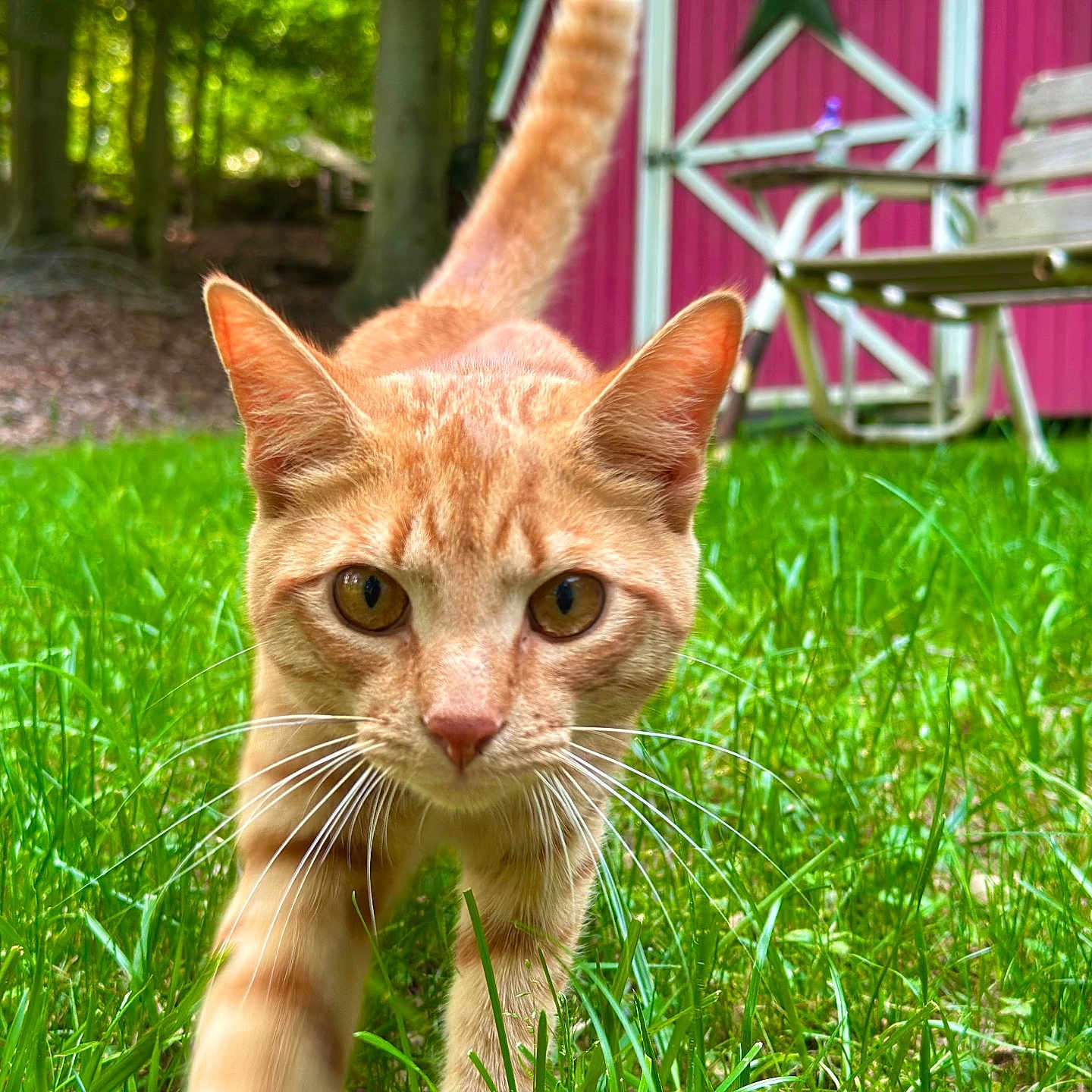 Oliver joined the competition — help win amazing prizes! animal, cat, chair, close_up, curious, daylight, ears, eyes, focus, garden, grass, greenery, mammal, nature, orange_tabby, outdoor, pet, shed, walking, whiskers