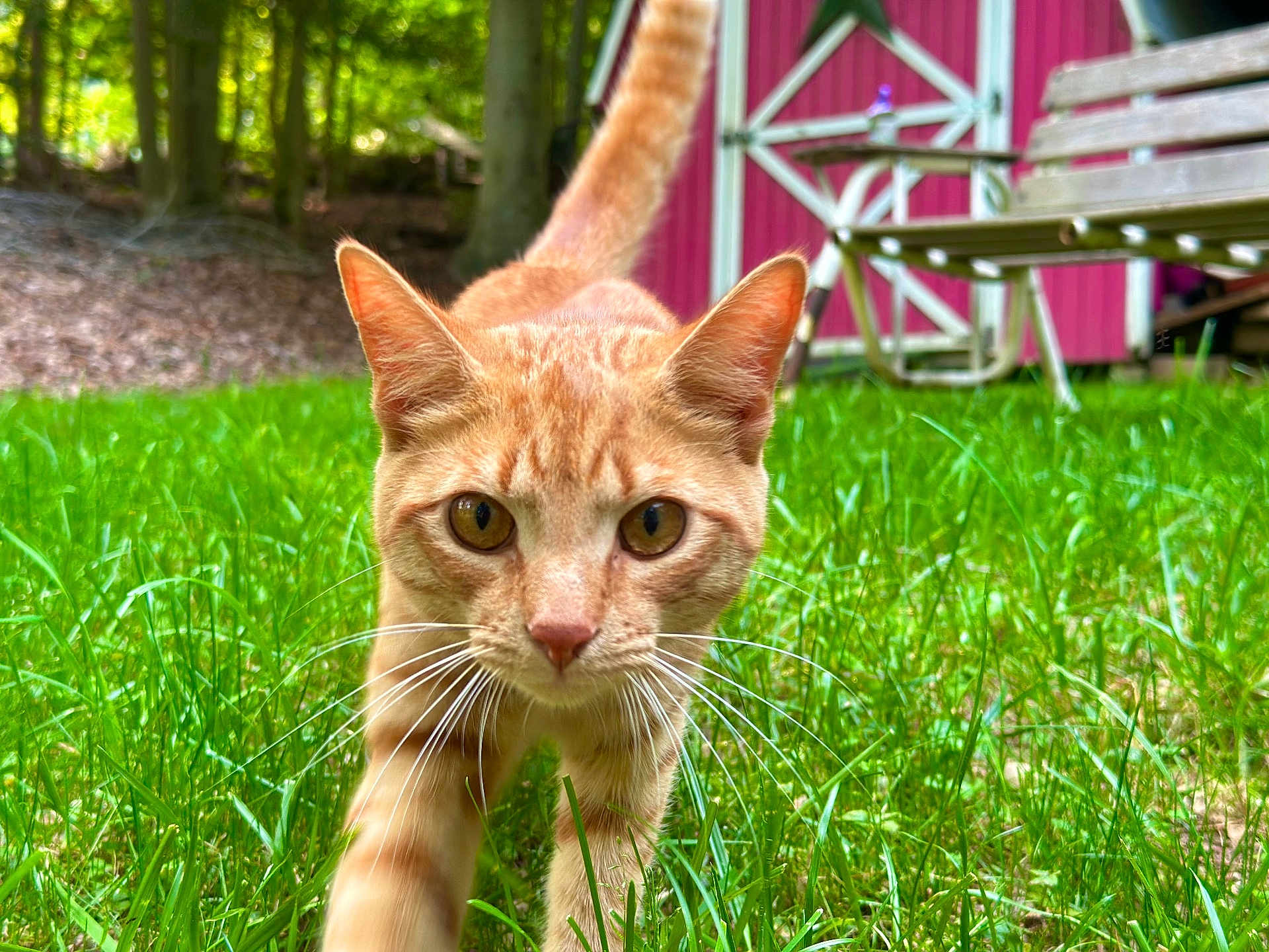 Oliver joined the competition — help win amazing prizes! cat, orange_tabby, grass, outdoor, nature, whiskers, close_up, animal, pet, curious, greenery, garden, shed, chair, daylight, mammal, walking, focus, ears, eyes