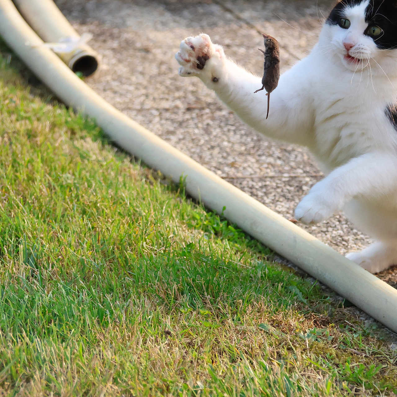 Gribouille participe au concours pour gagner de l'argent avec cette photo : action, animal, backyard, black_and_white, cat, close_up, curious, daylight, feline, grass, mammal, mouse, nature, outdoor, paw, pet, playful, small_animal, stone_path, wildlife
