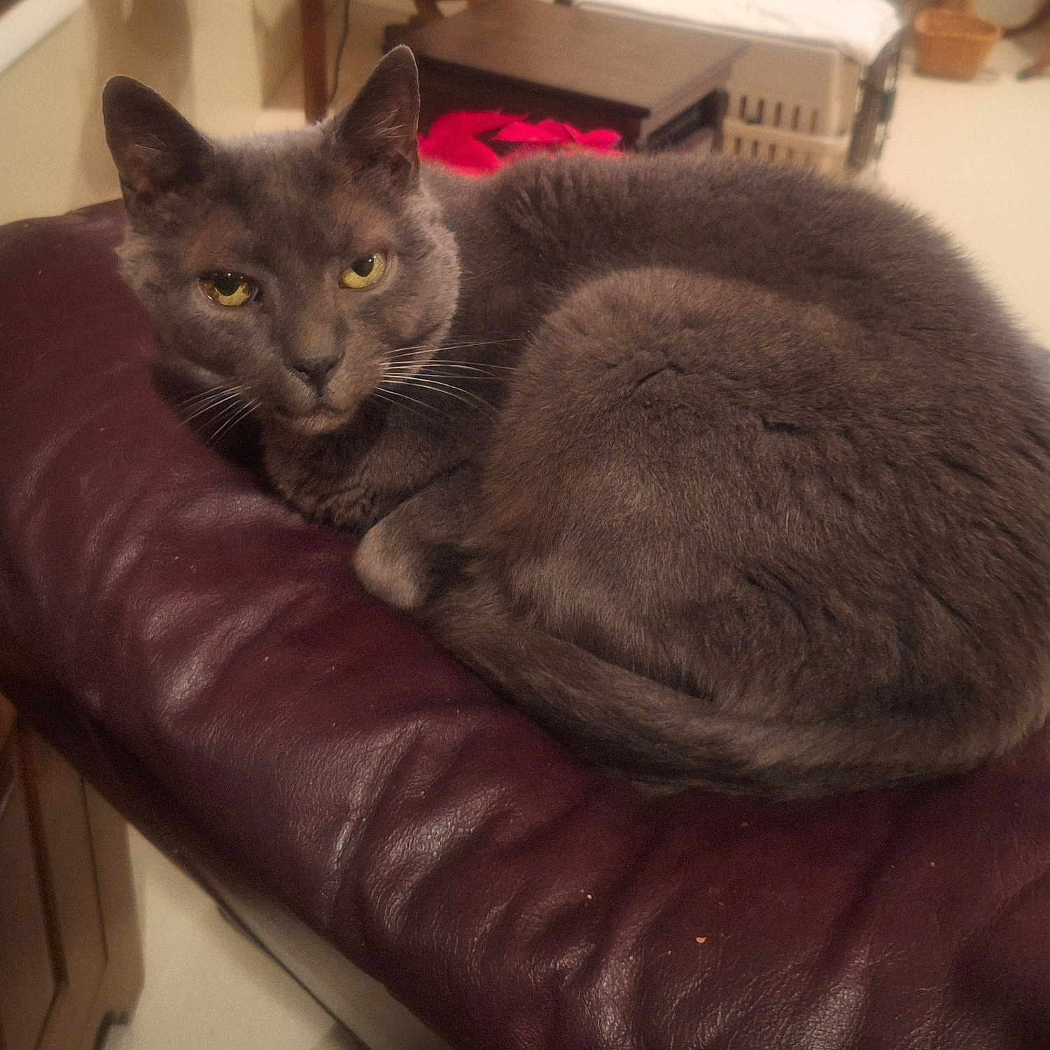 Otto joined the competition — help win amazing prizes! abyssinian, animal, architecture, armchair, blackcat, blanket, building, cat, chair, couch, cushion, furniture, homedecor, indoors, kitten, livingroom, manx, person, pet, room