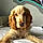 Arlo