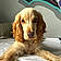 Arlo