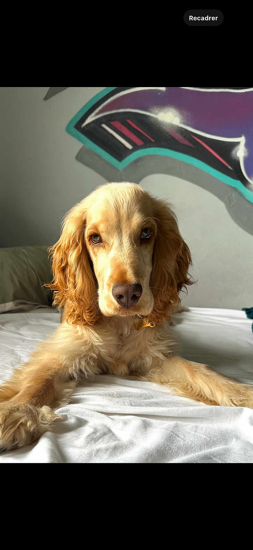 Arlo