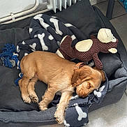 Arlo a rejoint le concours — aidez-le/la à gagner de superbes lots ! puppy, dog, sleeping, bed, blanket, plush_toy, indoor, tile_floor, cozy, brown, cream, gray, cute, pet, animal, resting, young, fur, collar, toy