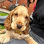puppy, dog, golden_retriever, pet, outdoor, grass, brick_wall, person, lap, name_tag, close_up, animal, cute, fur, resting, calm, young_dog, cuddle, companion, home