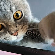 Diesel participe au concours pour gagner de l'argent avec cette photo : cat, close_up, gray_cat, yellow_eyes, whiskers, curious, pet, animal, face, fur, indoor, computer_screen, technology, looking, cute, domestic_cat, portrait, feline, nose, ears