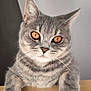 Diesel participe au concours pour gagner de l'argent avec cette photo : cat, gray_tabby, pet, animal, feline, whiskers, paws, amber_eyes, close_up, portrait, cute, domestic_cat, fur, indoor, curious, resting, looking_at_camera, soft_light, wooden_surface, young_cat