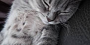 Diesel a rejoint le concours — aidez-le/la à gagner de superbes lots ! cat, sleeping, gray_tabby, fur, whiskers, close_up, pet, domestic_animal, resting, cute, relaxation, animal, soft, cozy, indoor, peaceful, feline, mammal, nap, comfort