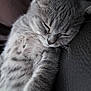 cat, sleeping, gray_tabby, fur, whiskers, close_up, pet, domestic_animal, resting, cute, relaxation, animal, soft, cozy, indoor, peaceful, feline, mammal, nap, comfort