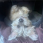 Baxter joined the competition — help win amazing prizes! dog, upside_down, fluffy, blanket, cozy, pet, cute, fur, nose, ears, indoor, resting, relaxed, canine, animal, soft, bed, comfort, looking, portrait