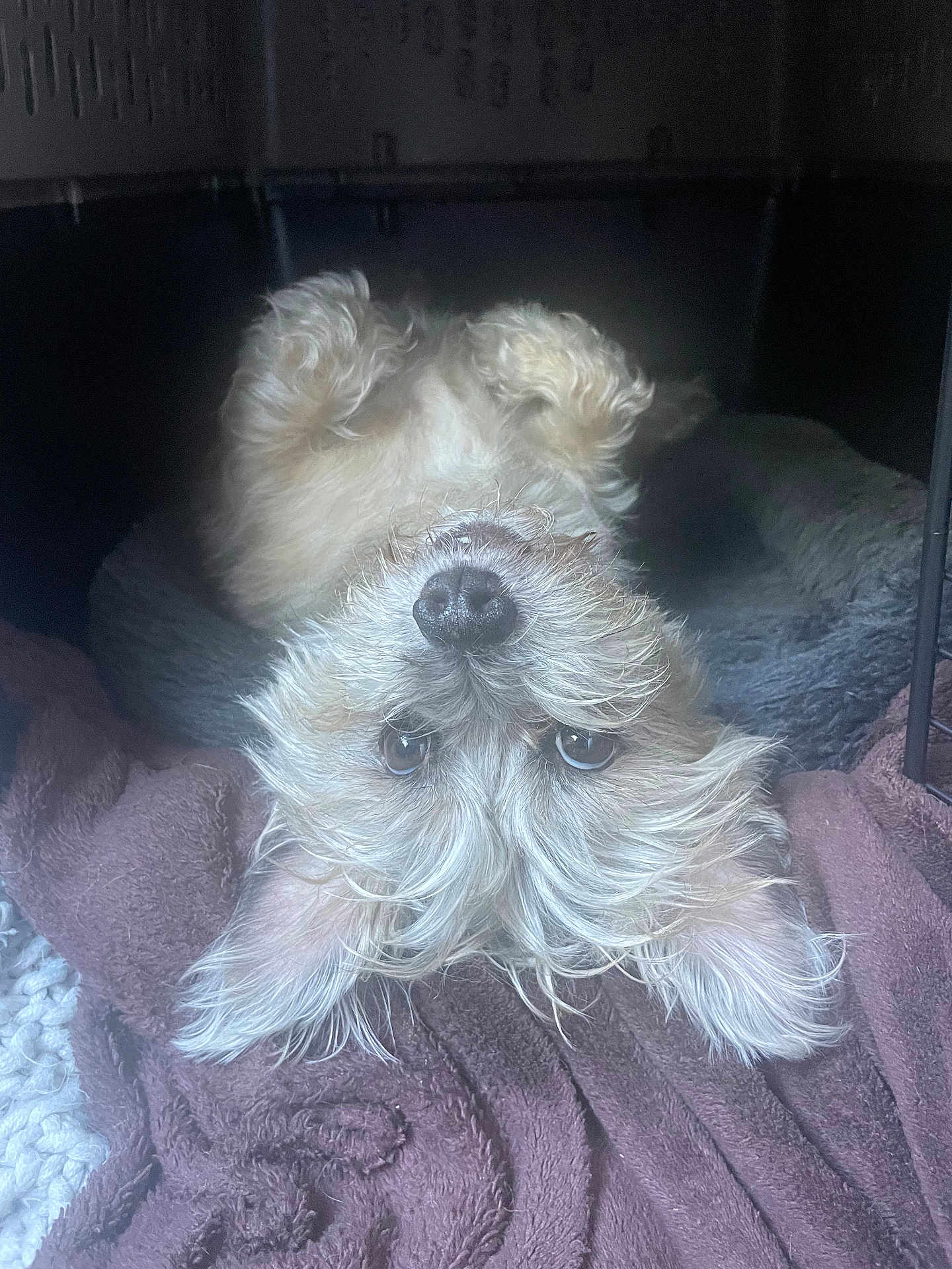 Baxter joined the competition — help win amazing prizes! dog, upside_down, fluffy, blanket, cozy, pet, cute, fur, nose, ears, indoor, resting, relaxed, canine, animal, soft, bed, comfort, looking, portrait