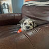 Baxter joined the competition — help win amazing prizes! animal, brown_leather_couch, close_up, comfort, cozy, cute, dog, face, fur, home, indoor, looking_at_camera, pet, portrait, relaxed, resting, scruffy, small_dog, snout, soft_focus
