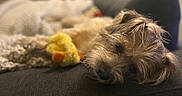 Baxter joined the competition — help win amazing prizes! animal, blanket, brown, comfort, couch, cozy, cute, dog, fur, furniture, home, indoor, living_room, nap, pet, plush_toy, relaxed, resting, sleeping, soft_toy