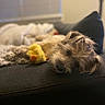 animal, blanket, brown, comfort, couch, cozy, cute, dog, fur, furniture, home, indoor, living_room, nap, pet, plush_toy, relaxed, resting, sleeping, soft_toy