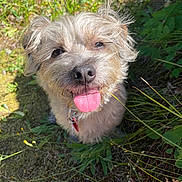 Baxter joined the competition — help win amazing prizes! animal, canine, closeup, collar, cute, dog, fur, grass, greenery, happy, nature, outdoor, pet, playful, scruffy, smiling, summer, sunlight, tongue, tongue_out
