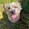 animal, canine, closeup, collar, cute, dog, fur, grass, greenery, happy, nature, outdoor, pet, playful, scruffy, smiling, summer, sunlight, tongue, tongue_out