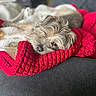 animal, blanket, comfort, couch, cozy, cute, dog, domestic, face, fur, fur_texture, home, indoors, pet, red, relaxing, rest, sleeping, snout, soft