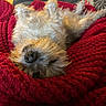 animal, blanket, comfort, couch, cozy, cute, dog, domestic, fluffy, fur, indoor, lying_down, nose, pet, red_blanket, relaxed, resting, sleeping, snuggled, warm