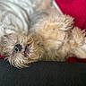 Baxter joined the competition — help win amazing prizes! animal, blanket, closeup, cozy, cushion, cute, dog, domestic_animal, fluffy, fur, furry, indoor, lying_down, mammal, nose, pet, relaxed, resting, sleepy, whiskers