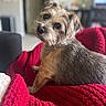 animal, brown_fur, companion, couch, cozy, cute, dog, domestic, fur_texture, furniture, household, indoors, living_room, looking_back, pet, portrait, red_blanket, relaxed, scruffy, small_dog