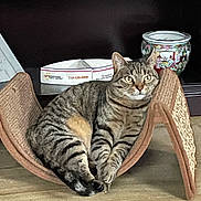Emma is registered to the contest to win money with this photo: cat, tabby_cat, lounge, cardboard_scratch_pad, floor, wooden_floor, shelf, decorative_pot, box, indoor, pet, feline, striped, relaxed, alert, animal, home, furniture, mammal, cute