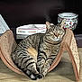 cat, tabby_cat, lounge, cardboard_scratch_pad, floor, wooden_floor, shelf, decorative_pot, box, indoor, pet, feline, striped, relaxed, alert, animal, home, furniture, mammal, cute