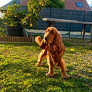 Vick participe au concours pour gagner de l'argent avec cette photo : dog, golden_brown, long_ears, grass, backyard, sunlight, shadow, bench, fence, plants, outdoor, pet, animal, nature, daylight, greenery, playful, canine, garden, summer
