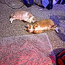 Yui is registered to the contest to win money with this photo: cat, orange_cat, white_cat, carpet, rug, indoor, pet, feline, resting, curious, cozy, floor, plush, animal, cute, two_cats, domestic, laying_down, home, room