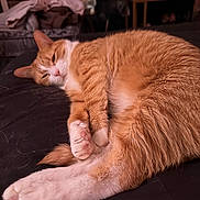 Yui is registered to the contest to win money with this photo: animal, bedroom, cat, closeup, cozy, cute, domestic, feline, fur, indoor, mammal, orange_cat, paw, pet, relaxed, resting, sleeping, soft, whiskers, white_paws