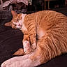 animal, bedroom, cat, closeup, cozy, cute, domestic, feline, fur, indoor, mammal, orange_cat, paw, pet, relaxed, resting, sleeping, soft, whiskers, white_paws