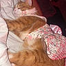 animal, blanket, cat, comfort, cozy, cute, domestic_cat, feline, floral_pattern, fur, ginger_cat, indoor, nap, pet_clothing, quiet, relaxed, resting, sleeping, soft_texture, warm_lighting
