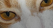 Yui joined the competition — help win amazing prizes! animal, cat, close_up, cute, digital, eyes, face, ginger, indoor, lock_screen, mobile, notification, pet, phone_screen, portrait, technology, text_overlay, time, whiskers, white