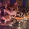 Yui joined the competition — help win amazing prizes! cat, orange_cat, white_cat, leopard_print, sweater, string_lights, wooden_floor, indoor, pet, animal, cute, festive, decorations, cozy, warm_lighting, curious, lying_down, holiday, twinkling_lights, close_up