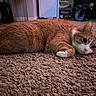 animal, carpet, cat, cozy, curious, domestic, ears, face, floor, fur, home, indoor, lying_down, mammal, orange_cat, paw, pet, relaxed, whiskers, white_cat