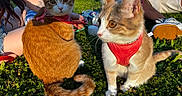 Yui is registered to the contest to win money with this photo: cat, orange_tabby, harness, grass, outdoor, sunlight, pet, animal, leash, person, legs, shoe, nature, greenery, daylight, cute, feline, sitting, background, relaxing