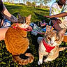 Asuna is registered to the contest to win money with this photo: cat, orange_cat, harness, grass, outdoor, sunlight, person, picnic, greenery, relaxing, daytime, snacks, drink_bottle, tattoo, casual_clothing, shorts, sitting, pets, leash, nature
