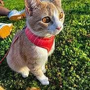 Asuna joined the competition — help win amazing prizes! cat, animal, pet, outdoor, grass, sunlight, harness, orange, white, green, nature, whiskers, eyes, tail, person, sneakers, leisure, daylight, closeup, curious