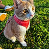 cat, animal, pet, outdoor, grass, sunlight, harness, orange, white, green, nature, whiskers, eyes, tail, person, sneakers, leisure, daylight, closeup, curious