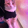 Asuna is registered to the contest to win money with this photo: cat, pet, window, black_shirt, frosted_glass, geometric_pattern, pink_light, purple_light, indoor, fur, whiskers, ears, paws, animal, cute, sitting, domestic, closeup, feline, colorful