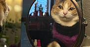 Asuna joined the competition — help win amazing prizes! cat, mirror, reflection, indoor, cozy, sweater, orange_cat, face, pet, animal, fur, window, decoration, string_lights, table, bottle, blurred_background, portrait, curious, feline