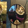 cat, mirror, reflection, indoor, cozy, sweater, orange_cat, face, pet, animal, fur, window, decoration, string_lights, table, bottle, blurred_background, portrait, curious, feline