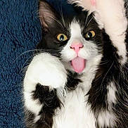 Jarvis joined the competition — help win amazing prizes! adorable, animal, black_and_white, cat, close_up, cute, expressive, feline, funny, fur, indoor, lying_down, paw, pet, playful, relaxed, soft, texture, tongue_out, whiskers