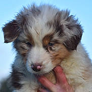 Alma a rejoint le concours — aidez-le/la à gagner de superbes lots ! puppy, dog, animal, fur, fluffy, cute, pet, outdoor, sky, hand, young, closeup, portrait, adorable, mammal, brown, white, black, soft, nature