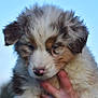puppy, dog, animal, fur, fluffy, cute, pet, outdoor, sky, hand, young, closeup, portrait, adorable, mammal, brown, white, black, soft, nature