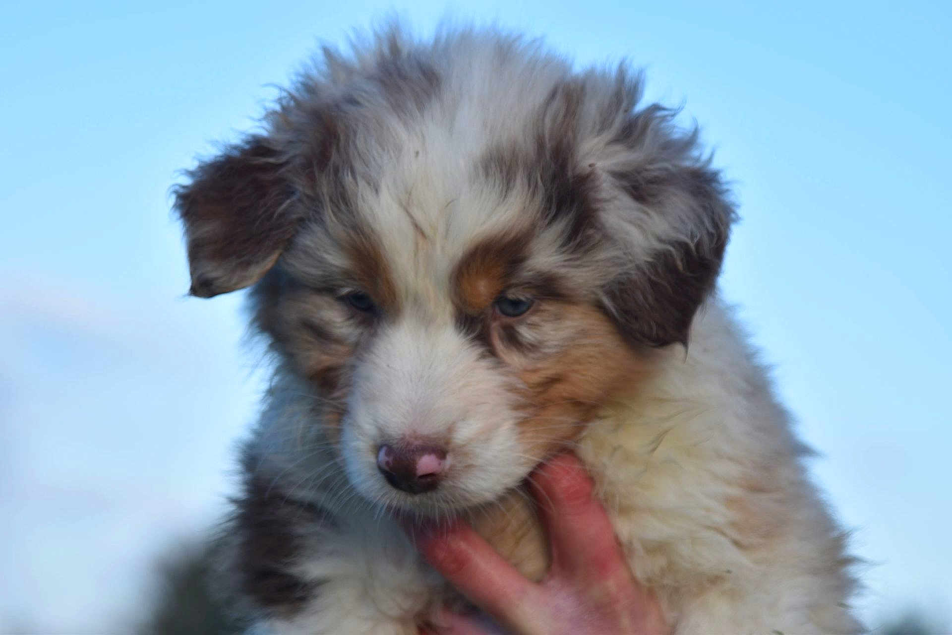 Alma a rejoint le concours — aidez-le/la à gagner de superbes lots ! puppy, dog, animal, fur, fluffy, cute, pet, outdoor, sky, hand, young, closeup, portrait, adorable, mammal, brown, white, black, soft, nature