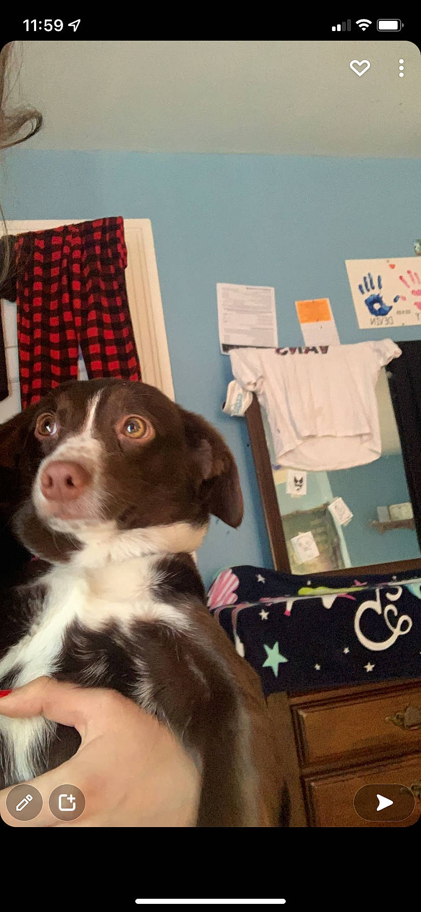 Neko is registered to the contest to win money with this photo: boston_terrier, canidae, carnivore, companion_dog, dog, dog_breed, drawer, fur, linens, pattern, plaid, room, sporting_group, tartan, whiskers, working_animal